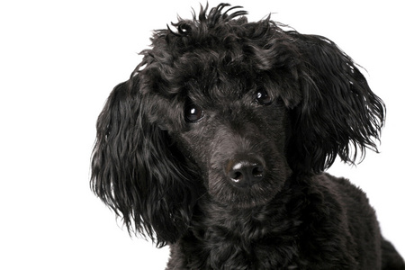 白色标准贵宾犬黑色贵宾犬照片