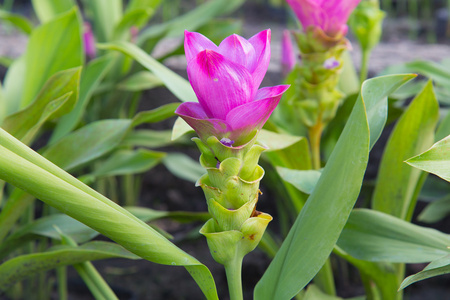 Changrai 暹罗郁金香花