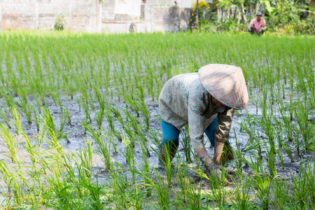 在印度尼西亚的巴厘岛附近种植水稻的农民