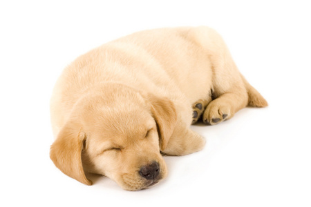 拉布拉多犬小狗图片