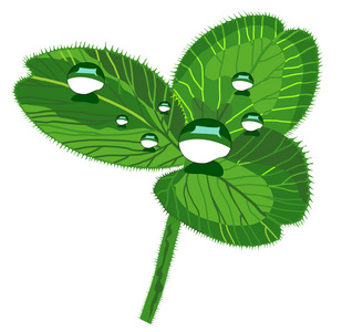 与露水的三叶草图片-与露水的三叶草素材-与露水的三叶草插画-摄图新