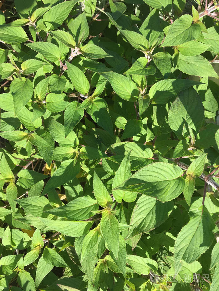 凤梨鼠尾草药用植物又称药用草本. la