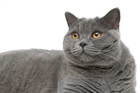 肖像只灰色的猫 (直繁殖苏格兰) 在白色的背景和目标照片