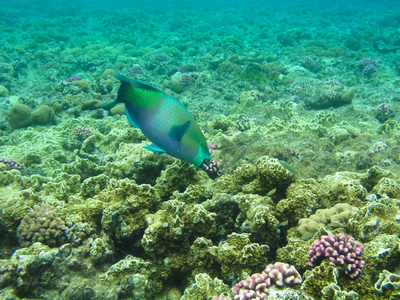 在红海的热带鱼类和坚硬的珊瑚, 埃及。假期