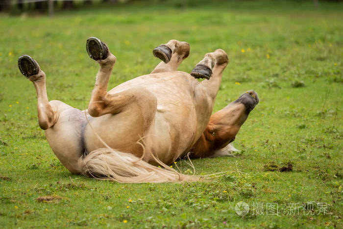 一匹马在绿色的草地上翻滚