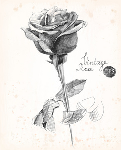 手绘铅笔勾画的一朵玫瑰.复古风格矢量图照片
