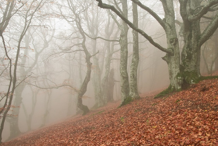 秋天的山毛榉森林中惊天