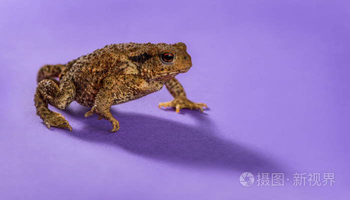 欧洲蟾蜍蟾蜍在背景为紫色