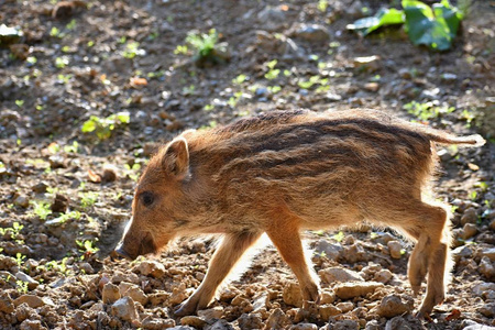 美丽的小猪自然野生。野猪。动物在森林里