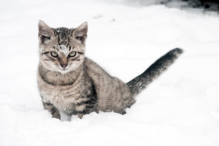 在洁白的雪地的小猫