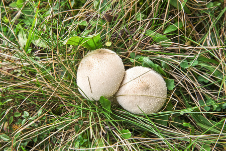 棕色阳伞阳伞蘑菇照片