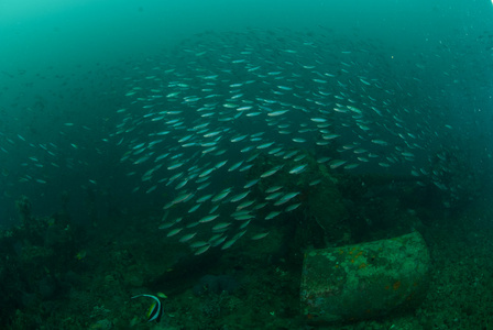 船的残骸里，成群游动在安汶，印度尼西亚马鲁古群岛的水下照片