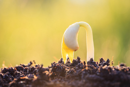 年轻的植物生长在土地上