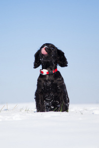 可爱的可卡犬小狗坐在雪地上