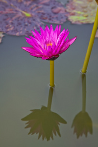 莲花盛开或池塘里的水中百合花开