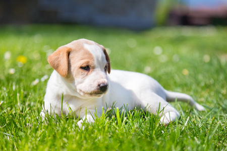 混血可爱的小狗在草地上