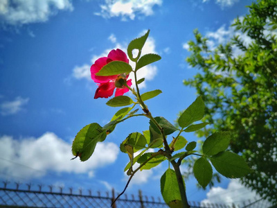 花园红玫瑰在晴朗的一天照片