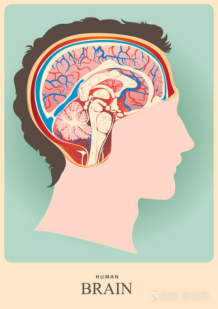 人类的大脑插画-正版商用图片0b0yoe-摄图新视界