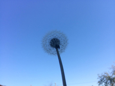 蓝色天空背景的蒲公英白花图片