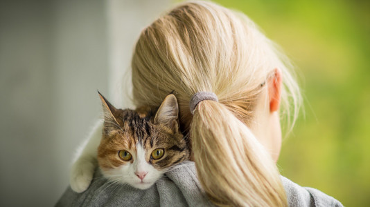 一只小猫在女主人的呵护的双手图片