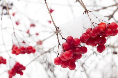 在雪的山灰