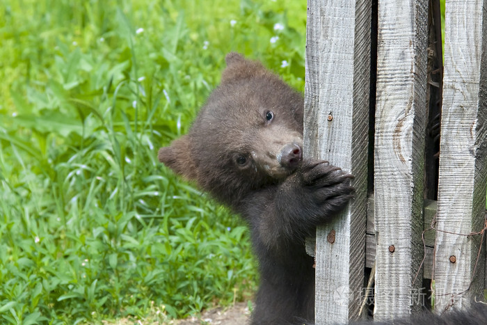 棕色的熊熊幼崽