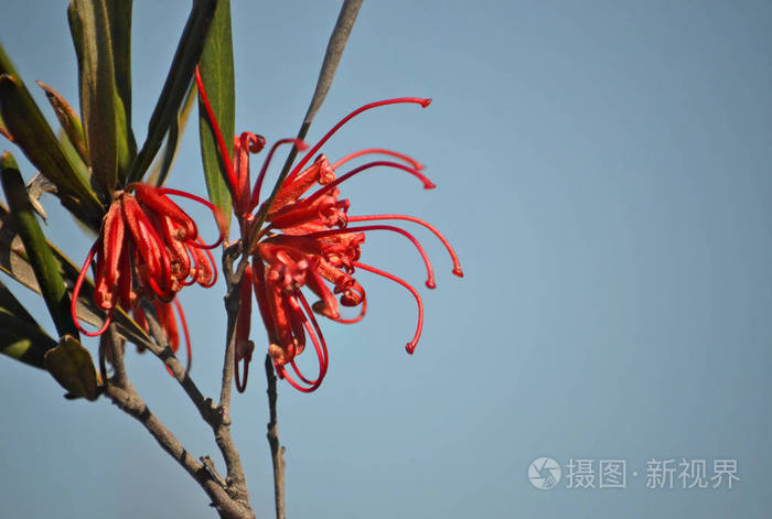 澳大利亚本土grevillea Oleoides 红蜘蛛花 家庭眼科 有蓝天背景 皇家国家公园 新南威尔士 澳大利亚照片 正版商用图片0b15kl 摄图新视界 澳大利亚本土grevillea Oleoides 红蜘蛛花 家庭眼科 有蓝天背景 皇家国家公园 新南威尔士 澳大利亚照片 正版商用图片0b15kl 摄图新视界