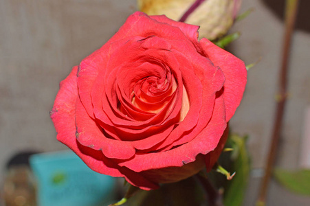 红玫瑰花, 特写
