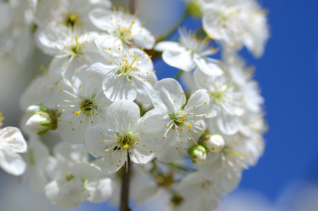 新鲜的樱桃树的花朵的特写