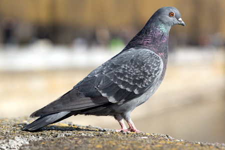鸽子的尾巴图片