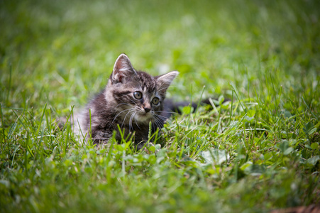 可爱的虎斑猫咪