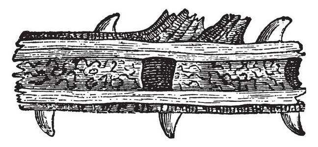 Odynerus 黄蜂窝在一个荆棘的茎上, 使他们的细胞在洞里, 老式的线条画或雕刻插图