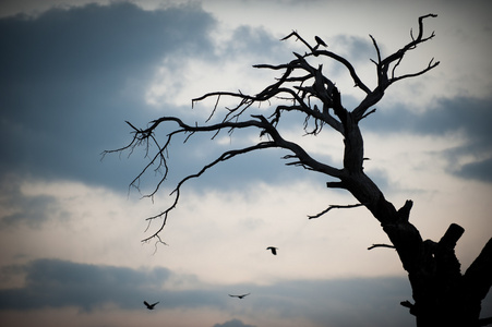 乌鸦坐在一根枯树枝上的身影