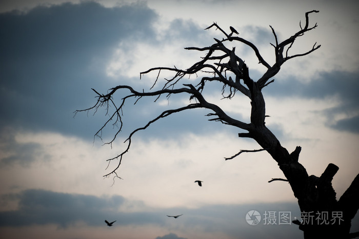 乌鸦坐在一根枯树枝上的身影