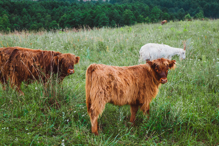 苏格兰高地奶牛场图片