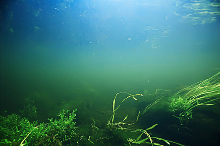 海洋中的海藻水下照片/景观生态系统, 水下绿藻照片