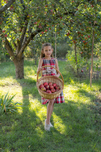 美丽的女孩在一个苹果园。一个孩子把苹果从树上撕裂。摘苹果。一篮子苹果在一个女孩的手里