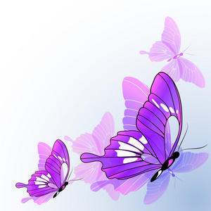 蝴蝶设计