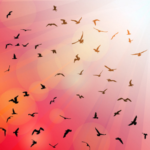 鸟儿，海鸥，黑色的剪影，粉红色的背景，夕阳，曙光
