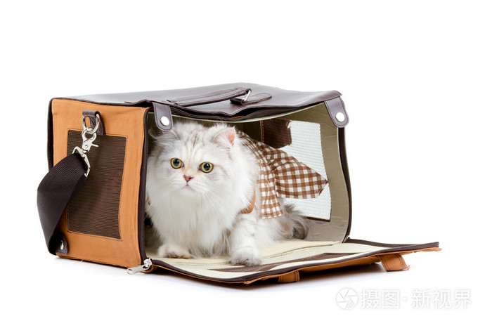 在手提包里的白色敷料猫