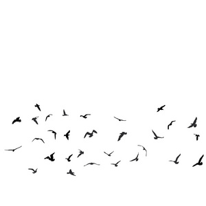 鸟鸥黑色轮廓白色背景。 矢量
