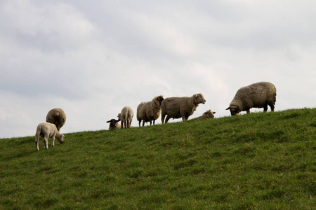 一组羊站在草地上, 在德国西北部的大自然漫步中拍摄, 用广角透镜