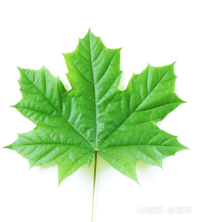 天然绿色枫叶
