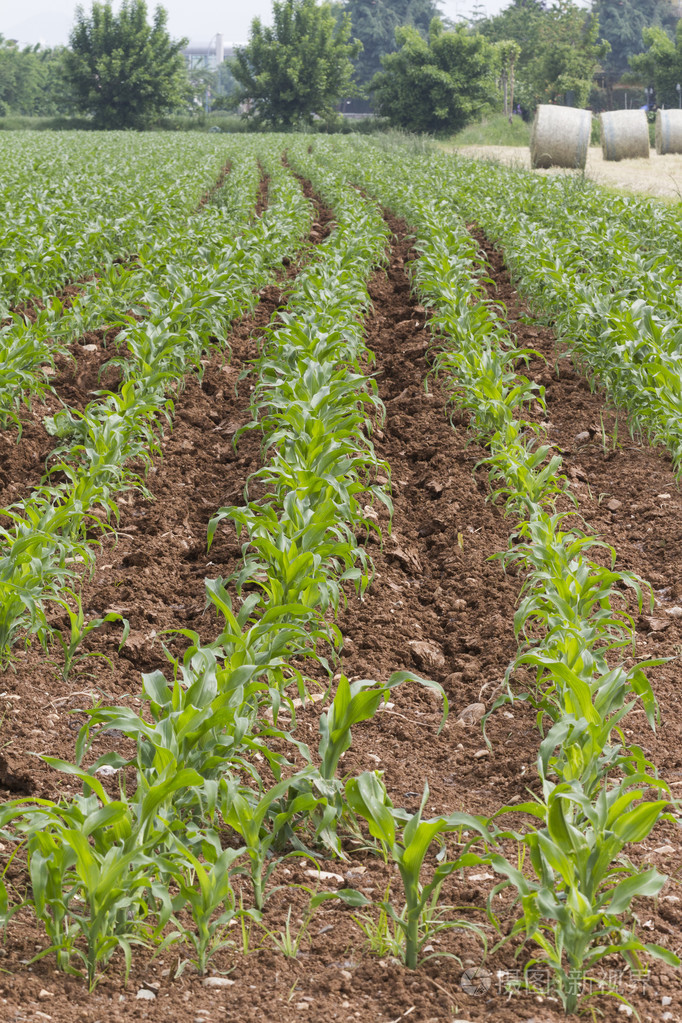 种植玉米的字段