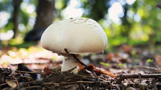 许多香菇 mashrooms 生长在初秋的森林里。