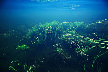 海洋中的海藻水下照片景观生态系统, 水下绿藻