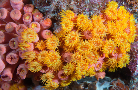 橙色杯状珊瑚橙杯珊瑚