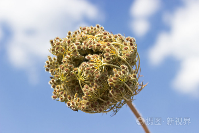 野生花卉在蓝蓝的天空