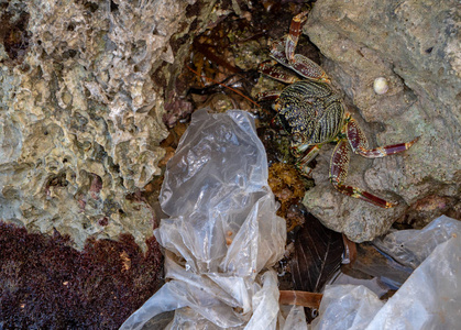 蟹食塑料污染环境海洋危险