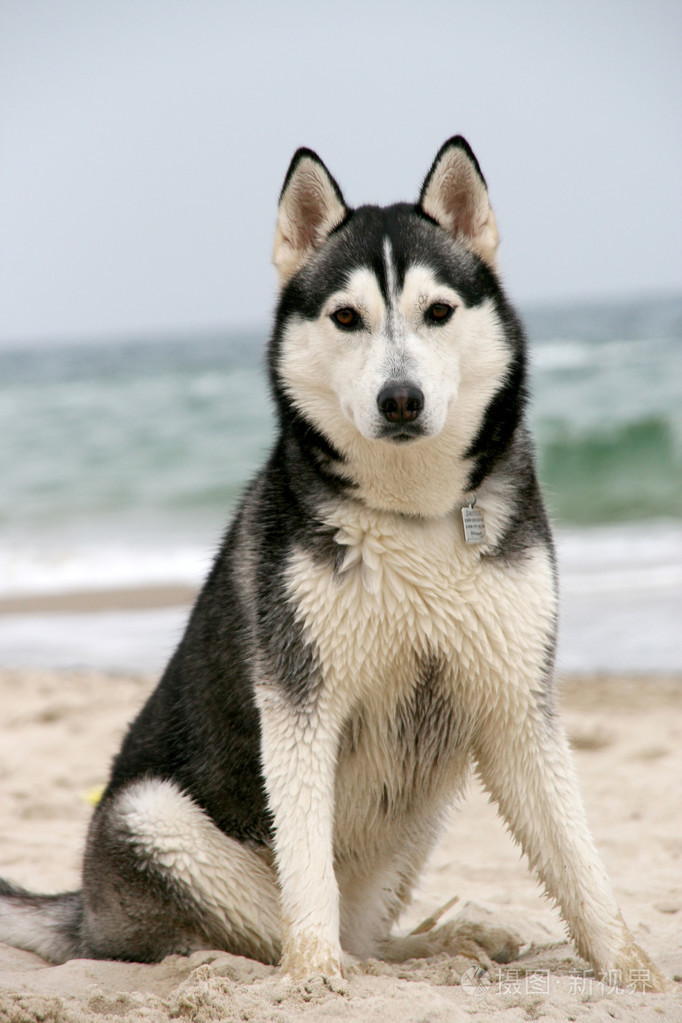 在秋天西伯利亚哈士奇的肖像